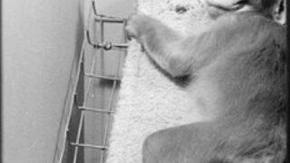 Tarihin ölümle sonuçlanan karanlık deneyi! ‘Sahte Anne’ deneyi etik tartışmaların odağına yerleşti