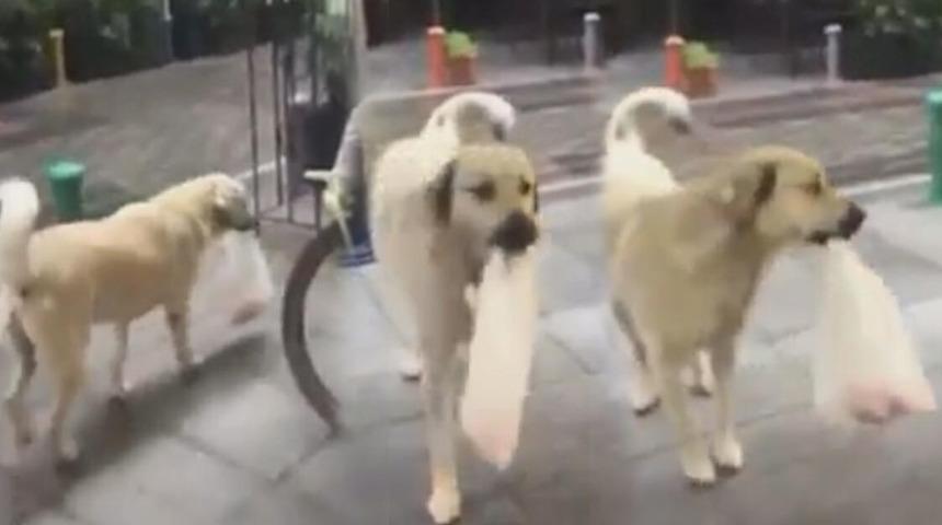 Kasabın en sadık müşterisi! Sıraya bile giriyor