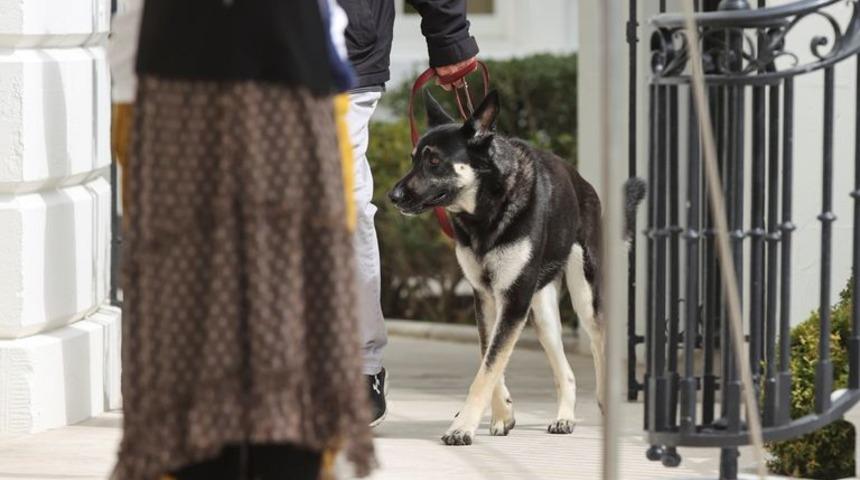 Biden’ın köpeği bir çalışanı ısırdı