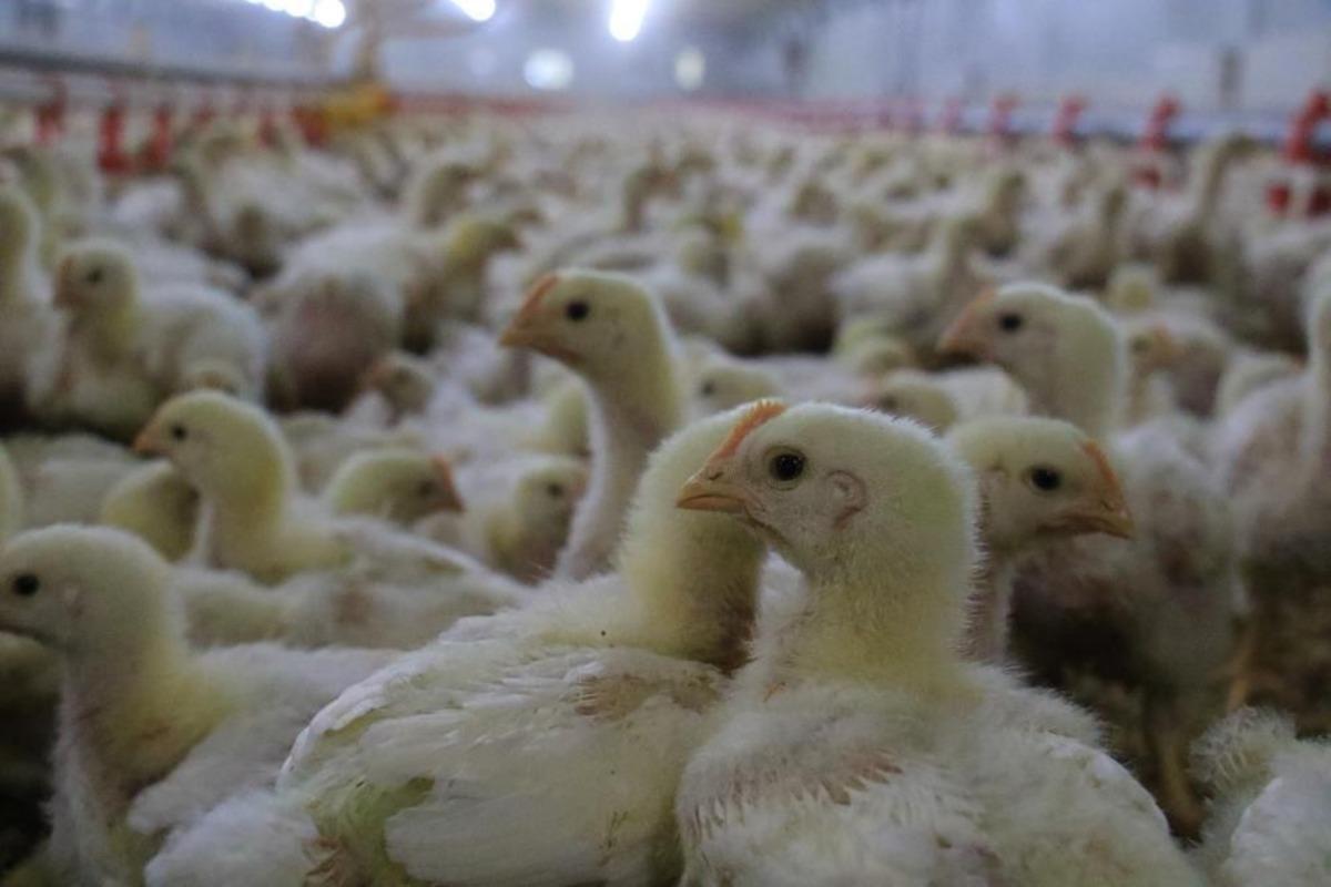 D&uuml;zce&rsquo;den 895 bin 650 adet kanatlı hayvan sevkiyatı yapıldı