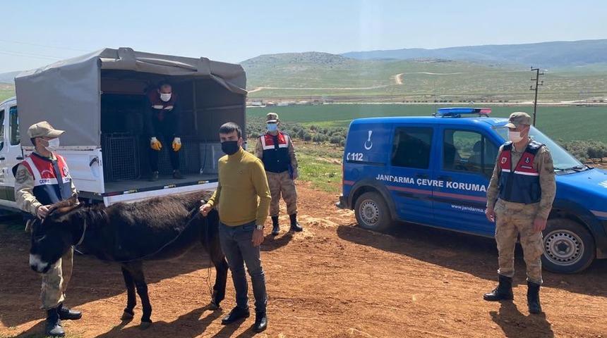 Eşeğini sopayla d&ouml;ven şahsa bin 33 lira para cezası