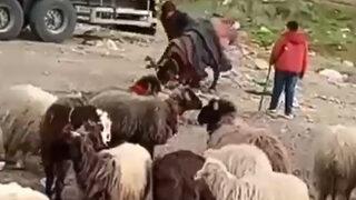 Eşeğini döven çobana para cezası! Eşek koruma altına alındı