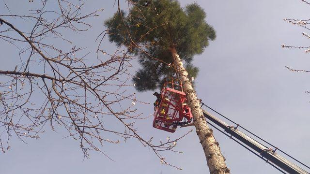 Siirt’te ağaçta mahsur kalan kediyi itfaiye ekipleri kurtardı