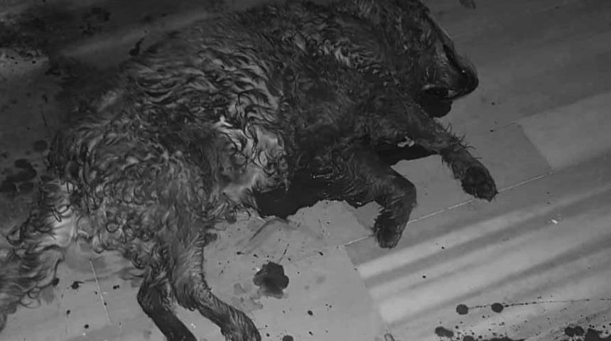 Marmara adasında Pitbull dehşeti