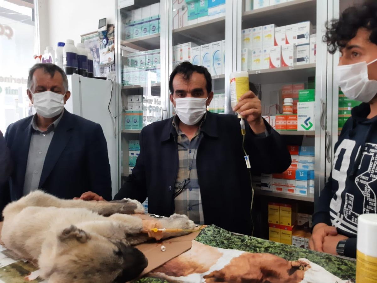 Kulağı ve kuyruğunu kestikleri yavru k&ouml;peği &ouml;l&uuml;me terk ettiler