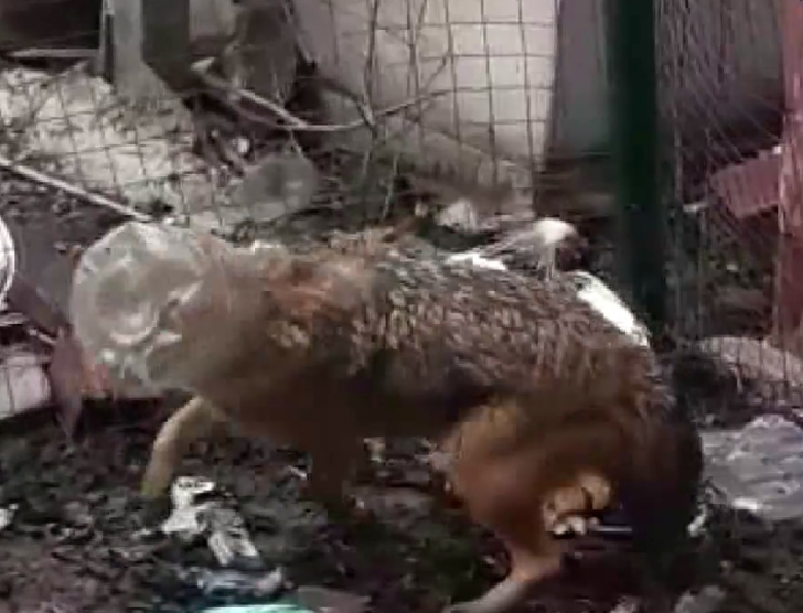 Yiyecek aramaya gelen tilkinin başına gelmeyen kalmadı