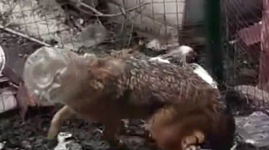 Yiyecek aramaya gelen tilkinin başına gelmeyen kalmadı