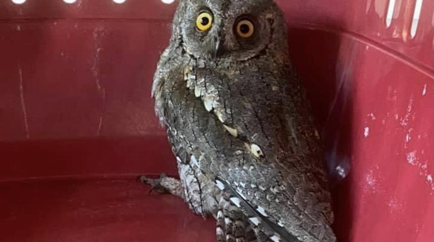 İshakkuşu tedavi altına alındı