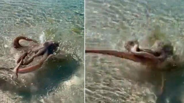 Yüzerken bir anda fırladı! Ahtapot darbelerine maruz kaldı: ''Acım tarifsiz''