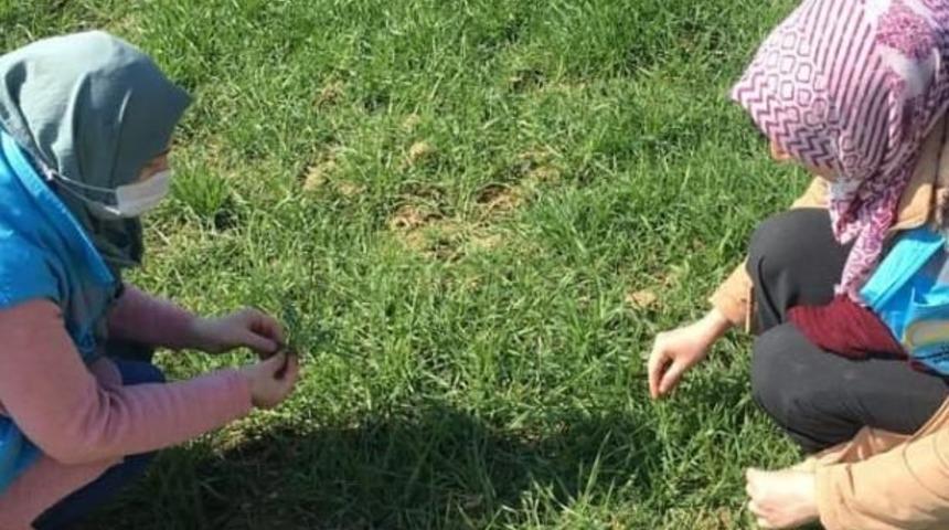 Hisarcık&rsquo;ta hububat ekili alanlarda fenolojik g&ouml;zlem