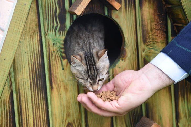 Kediler için villa yaptılar, şehrin çeşitli noktalarına yerleştirdiler G4