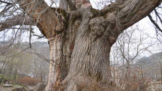 Tarihin sessiz tanığı bin 100 yıllık kestane ağacı! Arap asıllı köle onun dallarına asılmış