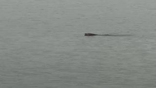 Görenler şaştı kaldı! Haliç'i yüzerek geçen köpek kamerada