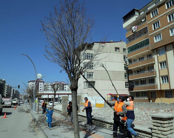 Van Büyükşehir Belediyesinden ağaç budama çalışması G1