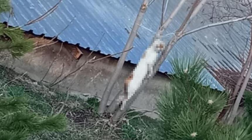 Vahşetin böylesi! Ağaca asılmış halde bulundu