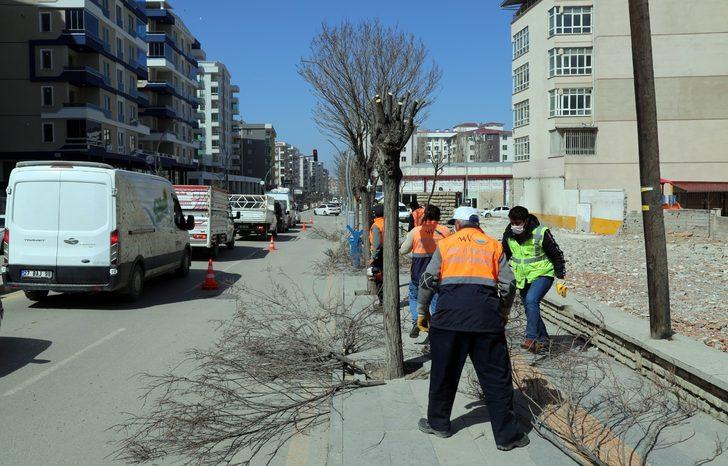 Van Büyükşehir Belediyesinden ağaç budama çalışması G3