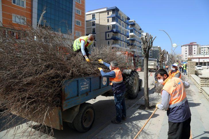 Van Büyükşehir Belediyesinden ağaç budama çalışması G4