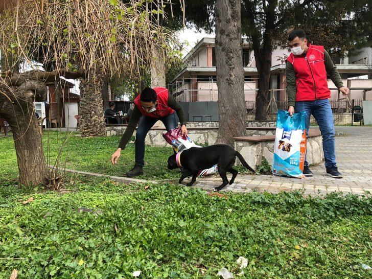 Sokak hayvanları için kuru mama dağıtıldı G3