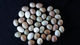 Kızını iyileştirmek için Çin Bıldırcını yetiştirdi, şimdi para kazanıyor