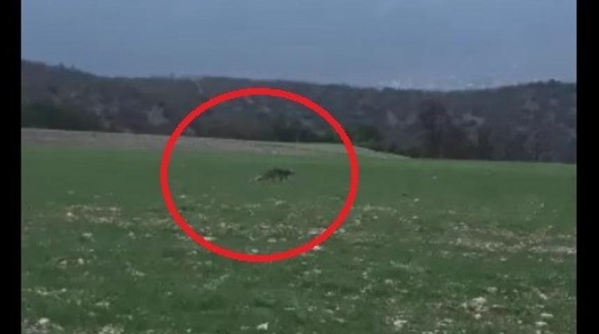 A&ccedil; kalan tilki fare avında