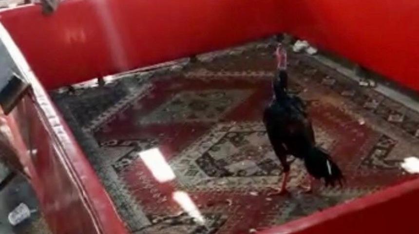 Bağevinde horoz d&ouml;v&uuml;ş&uuml;ne baskın: 27 şahıs yakalandı