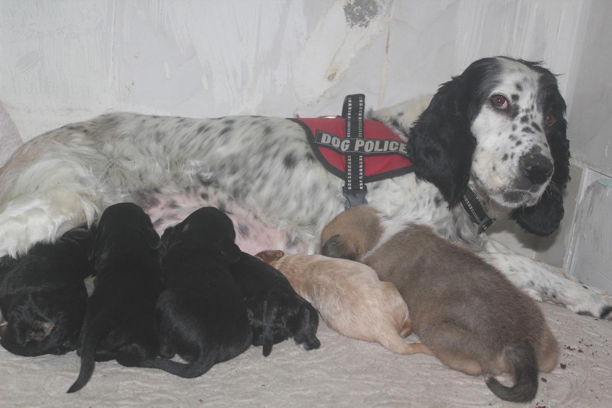 Av k&ouml;peği, pitbull cinsi k&ouml;peğe anne oldu