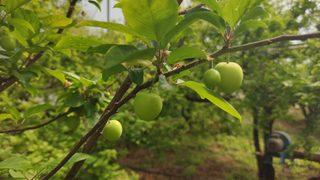 Hatay’da can eriğinin kilosu 60 liraya düştü