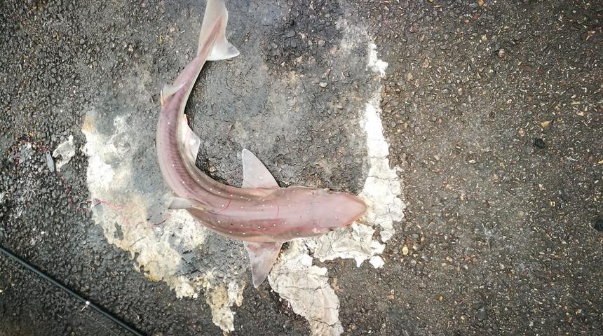 İzmit Körfezi’nde balıkçı oltasına camgöz köpekbalığı takıldı