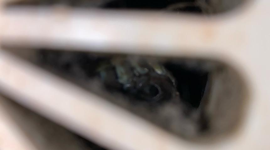 Tüyler ürperten davetsiz misafir! 2 metrelik yılan banyo giderinden çıktı