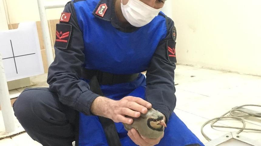 Jandarmanın &ouml;n&uuml;ne d&uuml;şen yaralı keklik tedavi altına alındı