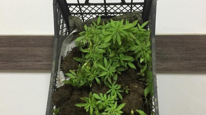 Ormanlık alanda 116 k&ouml;k kenevir bitkisi ile yakalandı