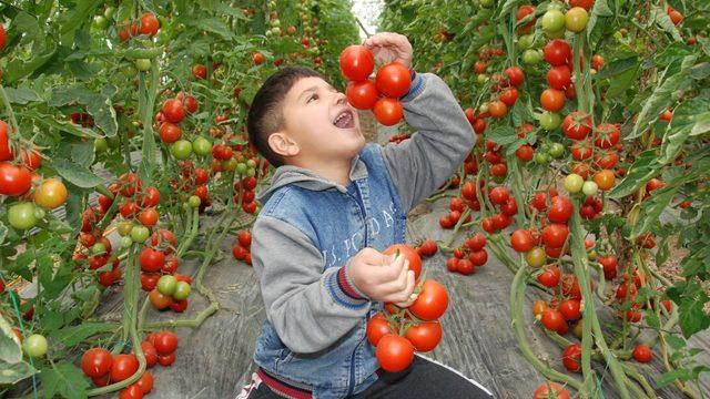 Silifke’de 30 bin ton örtü altı domates rekoltesi bekleniyor