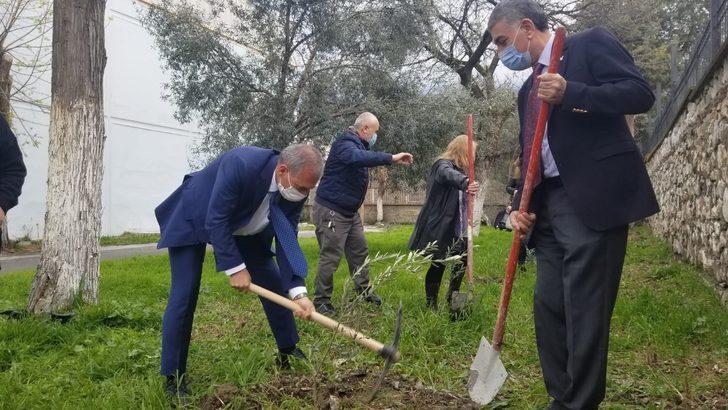 Okul bahçesinde Yunus Emre Hatıra Zeytin Fidanlığı G1