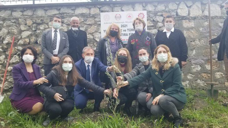 Okul bahçesinde Yunus Emre Hatıra Zeytin Fidanlığı G4