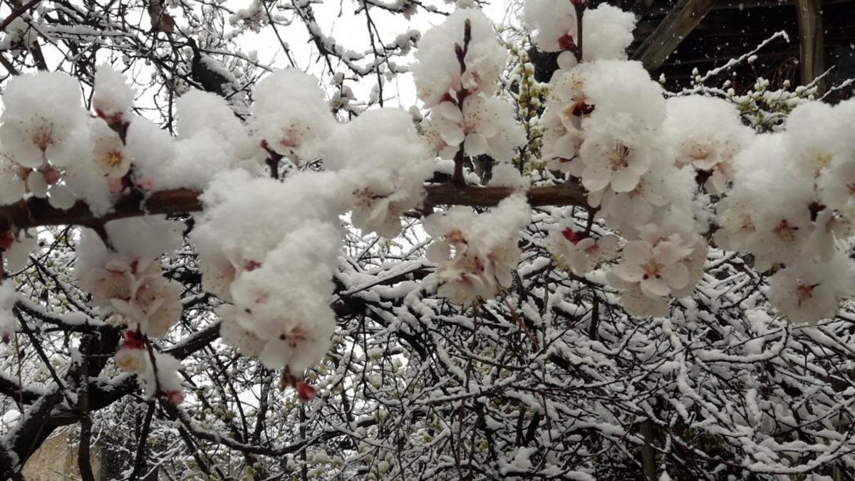Malatya&rsquo;da zirai don nedeniyle oluşan hasar tespit ediliyor