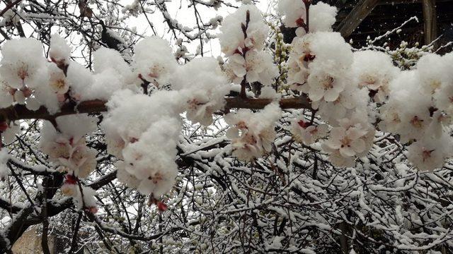Malatya’da zirai don nedeniyle oluşan hasar tespit ediliyor