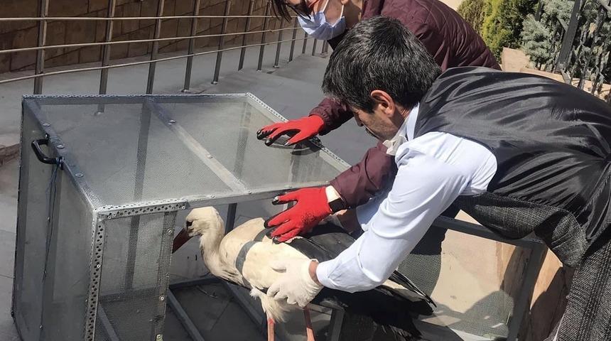 Yuvadan düşen leylek tedavi altına alındı