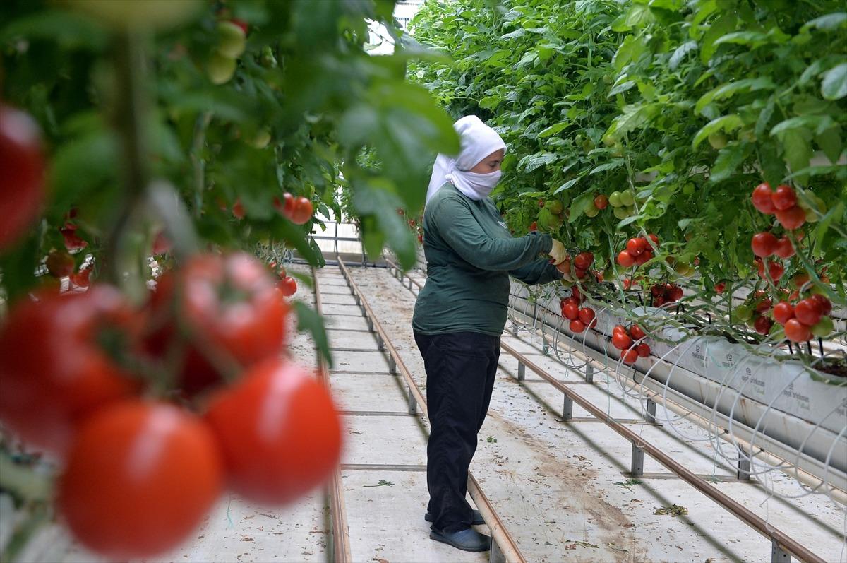 Uşak'ta topraksız serada yetişen domatesler 9 &uuml;lkede sofraları s&uuml;sl&uuml;yor