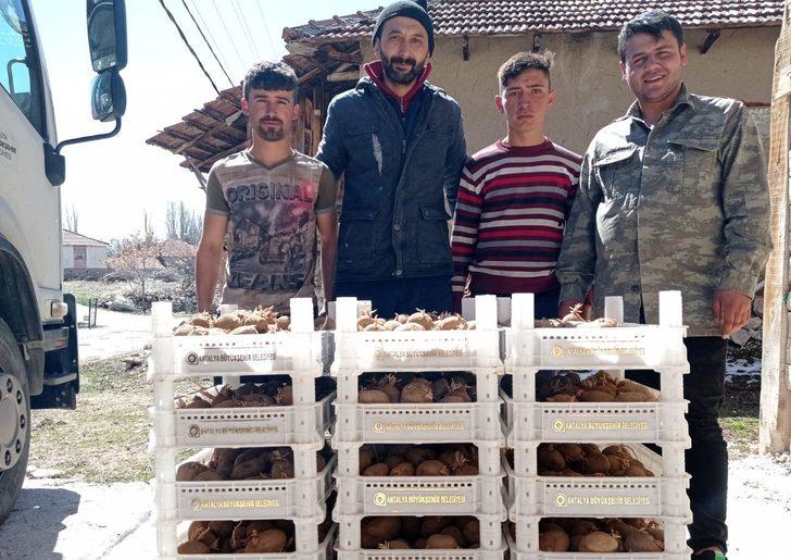 Biyolojik mücadele için Korkuteli’de patates yetiştirilecek G2