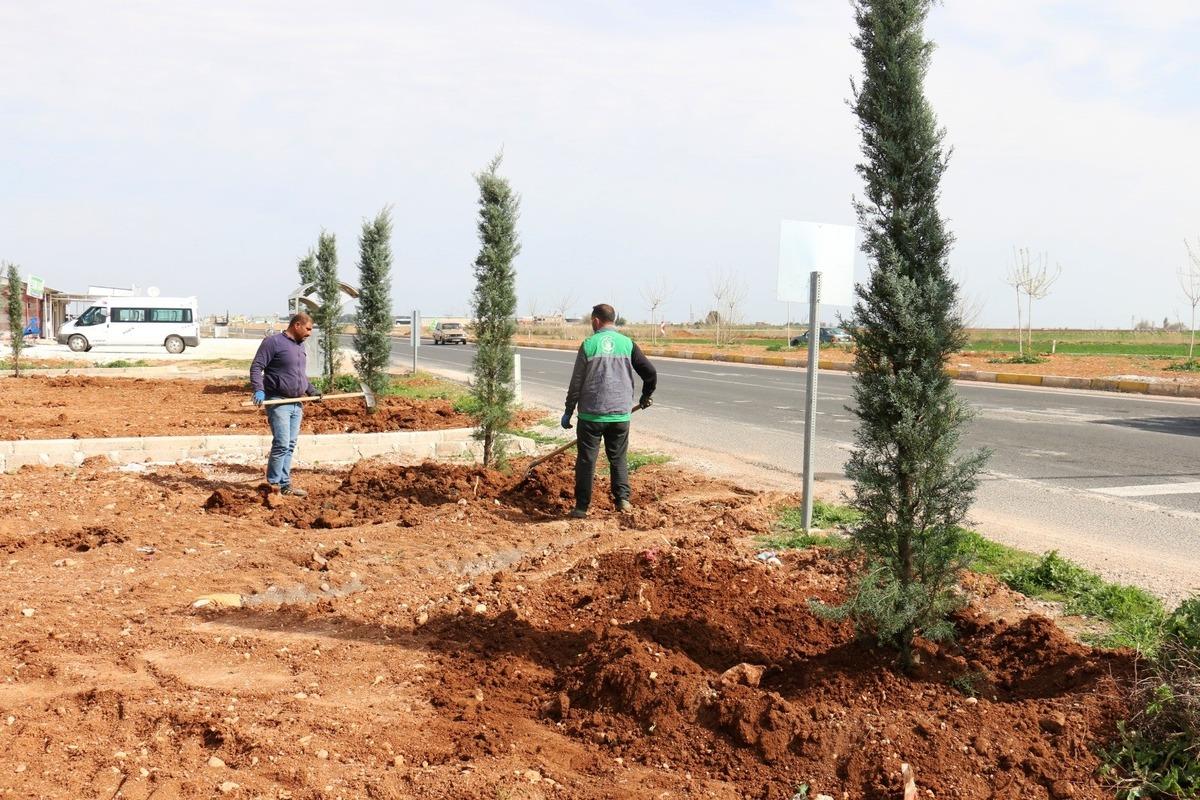 Ak&ccedil;akale ile Harran yolunda ağa&ccedil;landırma &ccedil;alışması