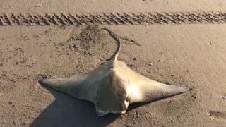 Mandabaş vatoz sahilde dolaşırken kıyıya vurdu! Nesli tükeniyor, boyu 2 metreyi buluyor