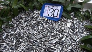 Hamsi ne kadar oldu? İşte yeni fiyatı!