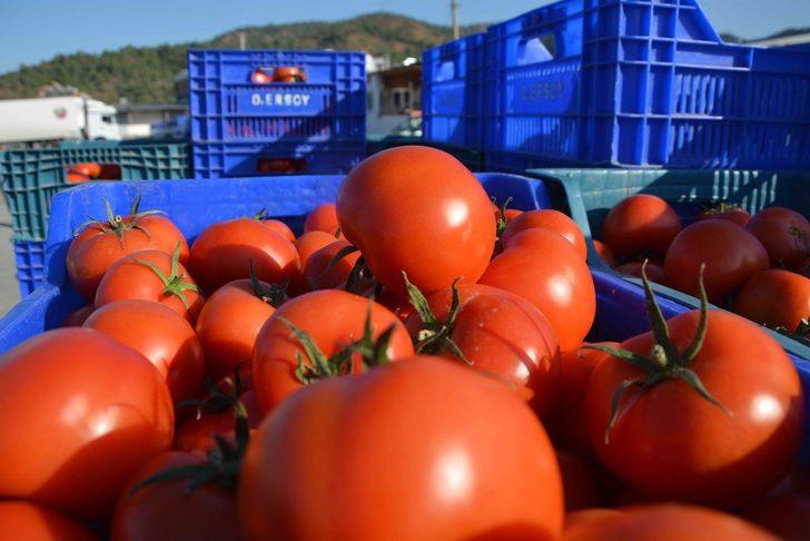 Muğla’da domates üreticisi kotanın kaldırılmasını istiyor G2