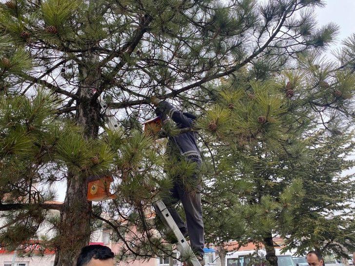 Anaokul öğrencileri ağaçlara kuş evi bıraktı G3