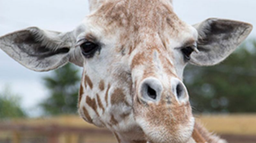 Zürafa April 20 yaşında hayatını kaybetti! Hamileliğini tüm dünya takip etmişti 