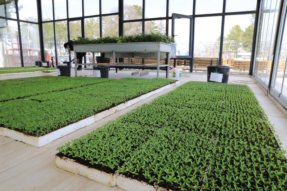 Battalgazi&rsquo;de cam seralarda s&uuml;s &ccedil;i&ccedil;ekleri yetiştiriliyor