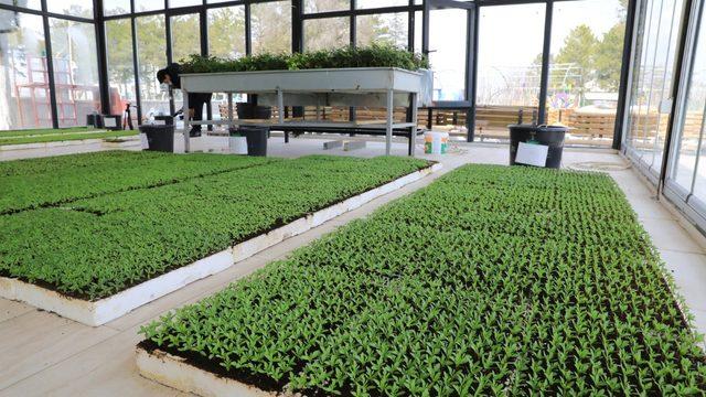 Battalgazi’de cam seralarda süs çiçekleri yetiştiriliyor