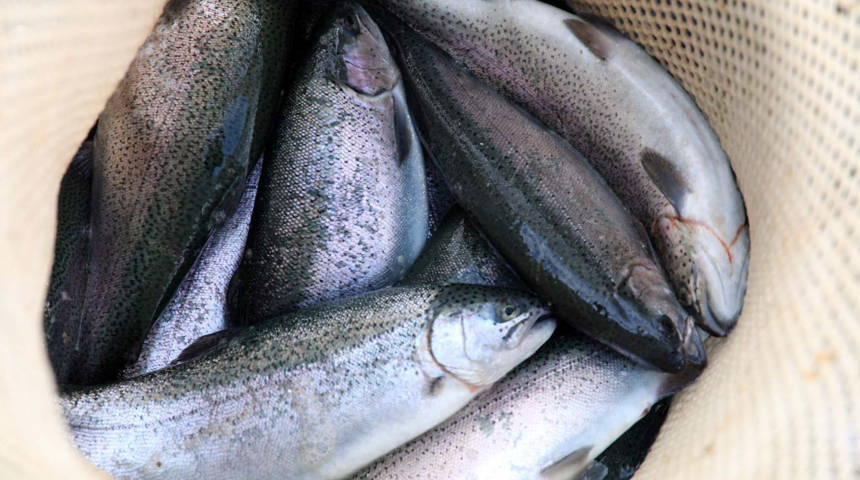 Fırat Nehri'nde yetişiyor, 54 ülkeye gönderiliyor!  7 gramdan 5 kiloya çıkartılıyor