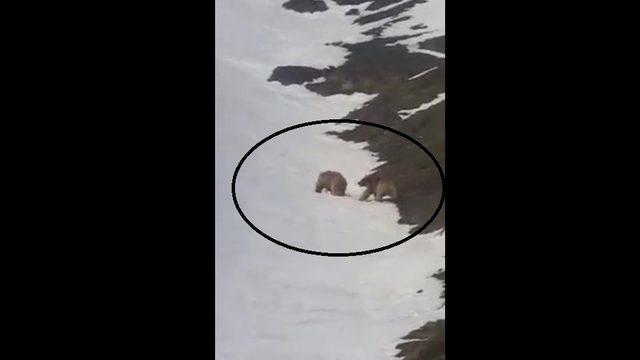 Kış uykusundan uyanarak doğaya çıkan ayılar kameraya yansıdı