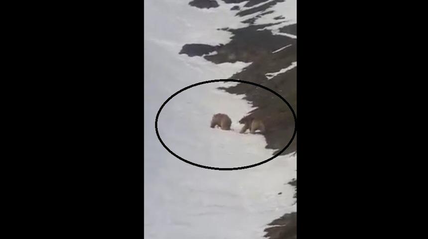 Kış uykusundan uyanarak doğaya &ccedil;ıkan ayılar kameraya yansıdı